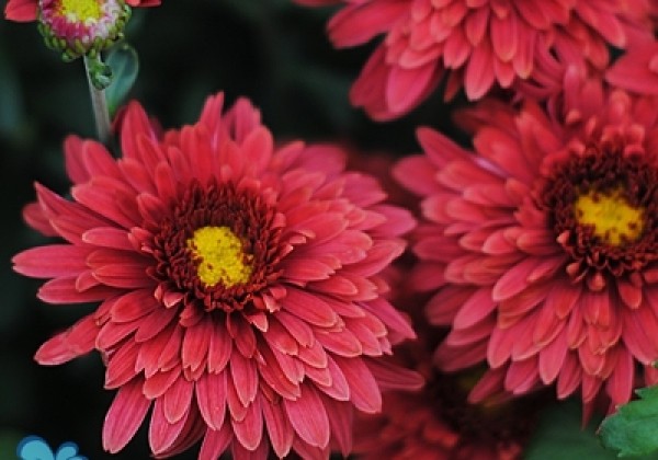 Chrysanthemum, daudzziedu Beppie Red