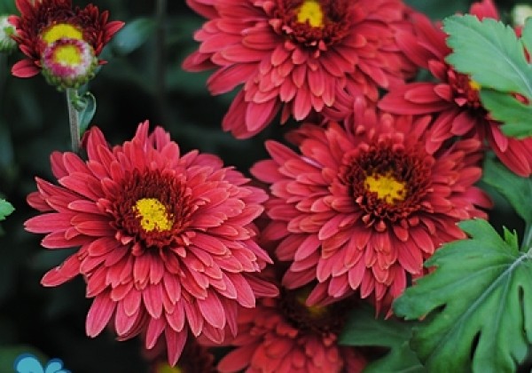 Chrysanthemum, daudzziedu Beppie Red