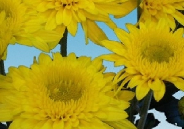 Chrysanthemum, daudzziedu Beppie Yellow