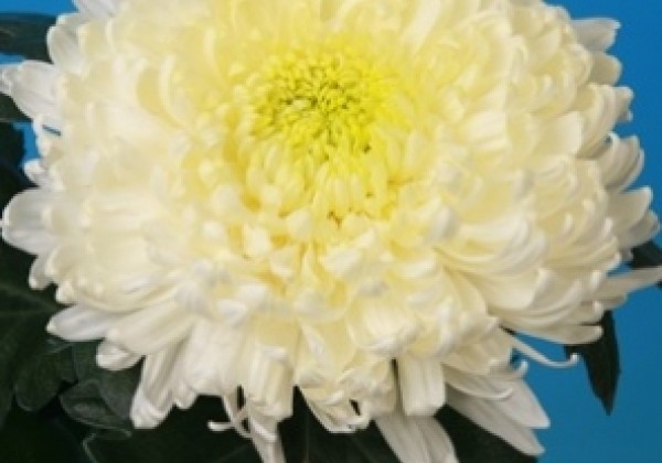 Chrysanthemum, lielziedu Bislet White