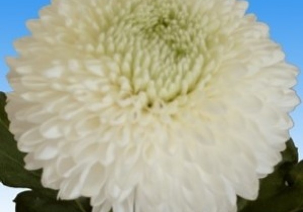 Chrysanthemum, lielziedu Boris Becker White