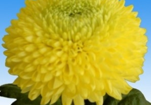 Chrysanthemum, lielziedu Boris Becker Sunny