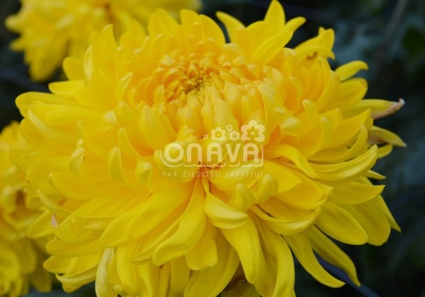 Chrysanthemum, lielziedu Creamist Golden