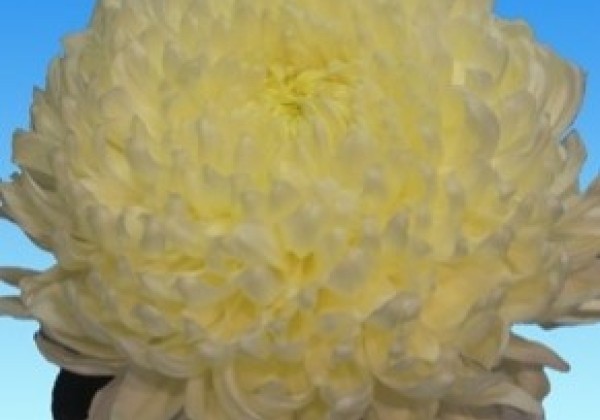 Chrysanthemum, lielziedu Fred Shoesmith Improved