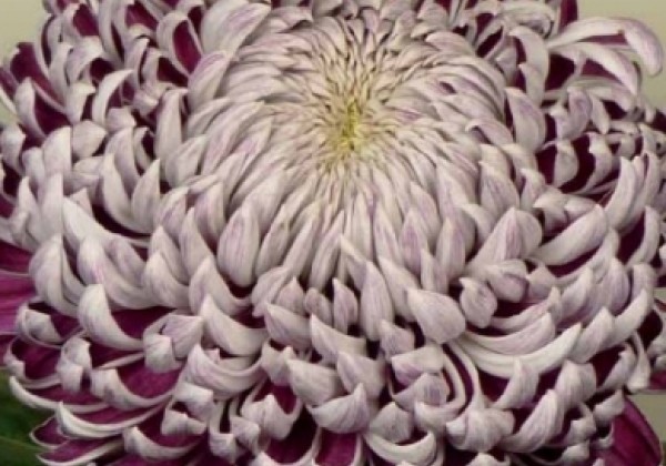 Chrysanthemum, lielziedu Gilbert Leigh Silver