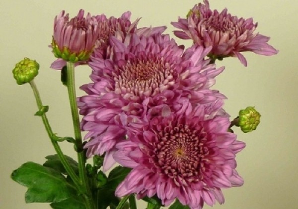 Chrysanthemum, daudzziedu Gompie Purple