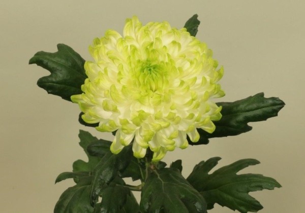 Chrysanthemum, lielziedu Rossano Lime
