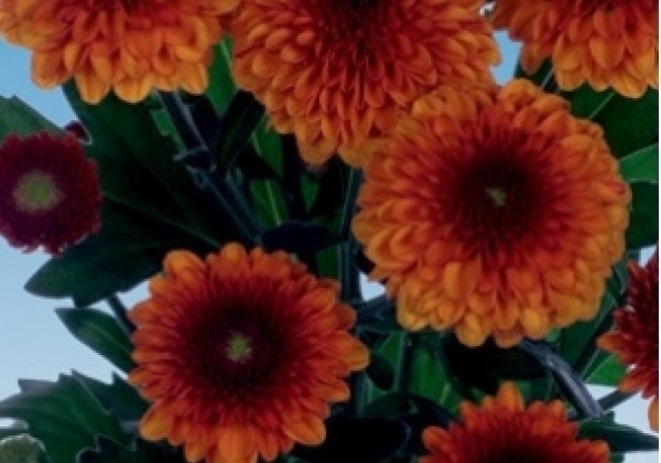 Chrysanthemum, Santini Lexy Bronze
