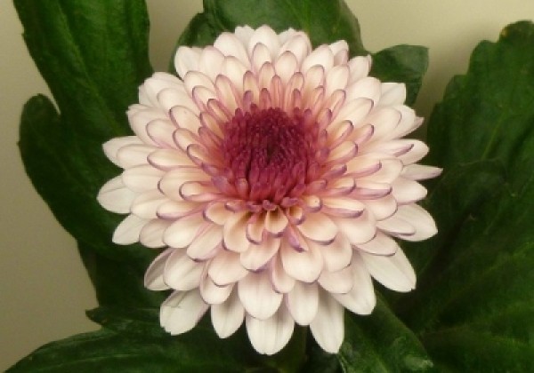 Chrysanthemum, daudzziedu Lollipop Pink