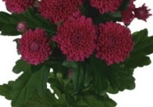 Chrysanthemum, daudzziedu Lollipop Purple