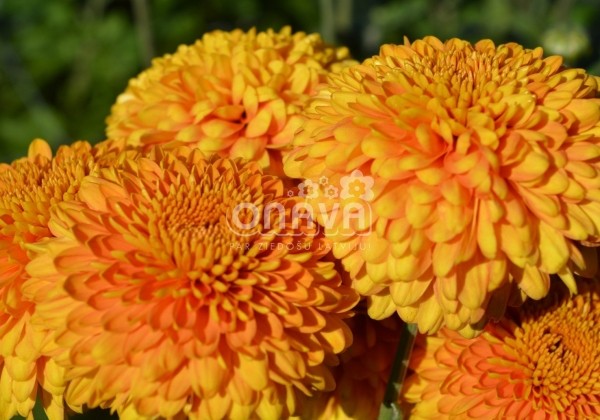 Chrysanthemum, daudzziedu Margaret Bronze