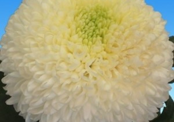 Chrysanthemum, lielziedu Ping Pong White