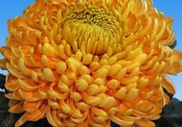 Chrysanthemum, lielziedu Princess Armgard Bronze