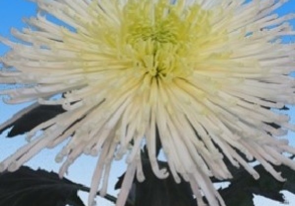Chrysanthemum, lielziedu Spider White