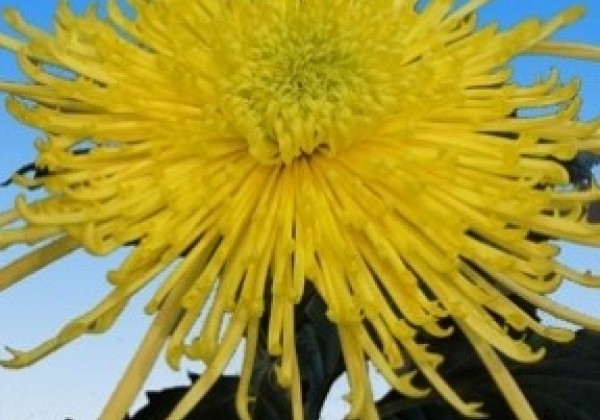 Chrysanthemum, lielziedu Spider Yellow