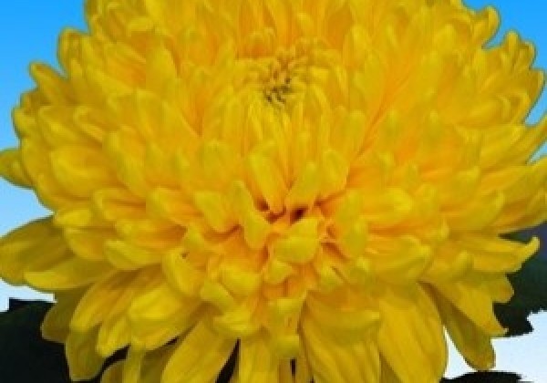 Chrysanthemum, lielziedu Victor Rowe Yellow