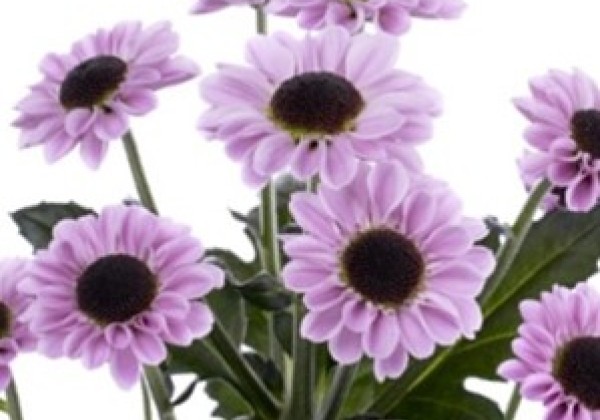 Chrysanthemum, Santini Yin Yang Pink