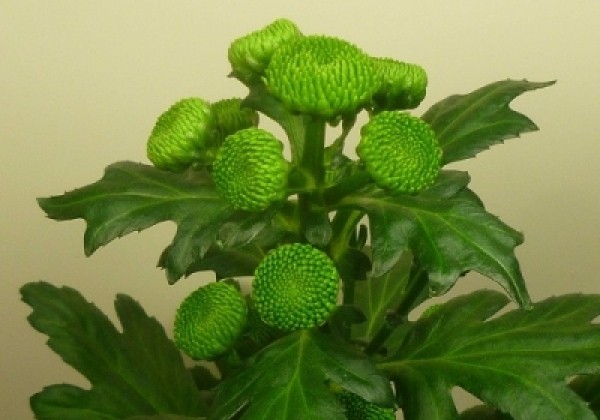 Chrysanthemum, Santini Lola Green
