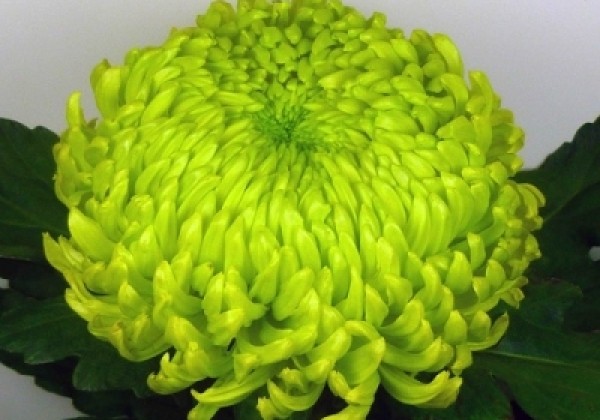Chrysanthemum, lielziedu Jade Green