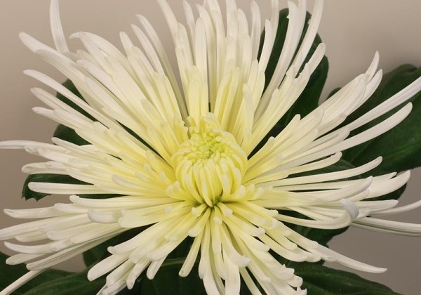Chrysanthemum, lielziedu Spiro White