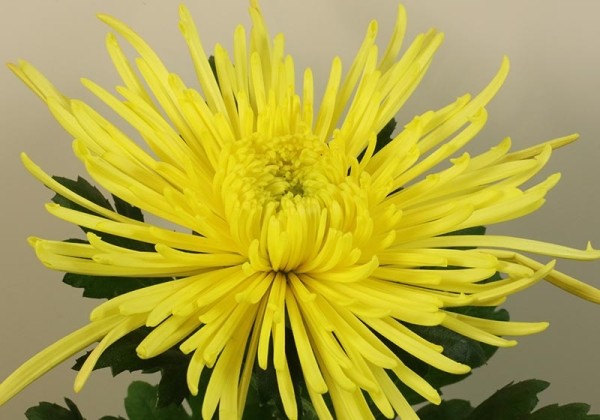 Chrysanthemum, lielziedu Spiro Yellow