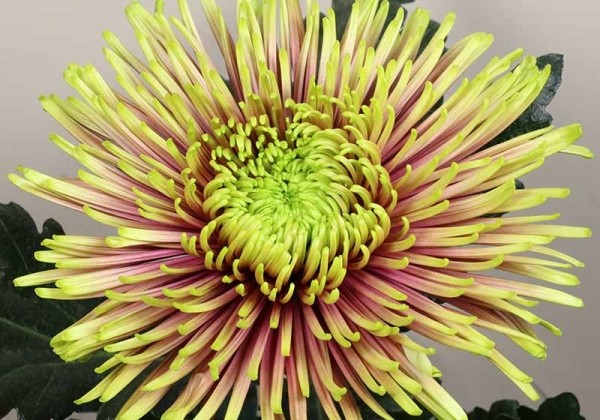 Chrysanthemum, lielziedu Tula Improved