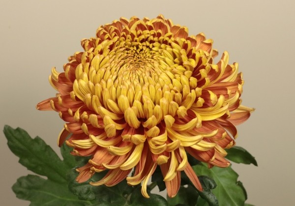 Chrysanthemum, lielziedu Cassandra Orange