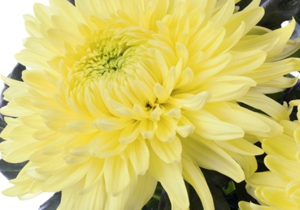 Chrysanthemum, lielziedu Magnum Yellow