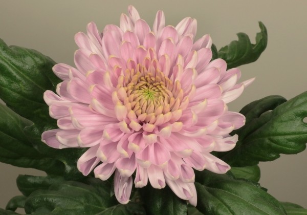 Chrysanthemum, lielziedu Rossano Pink