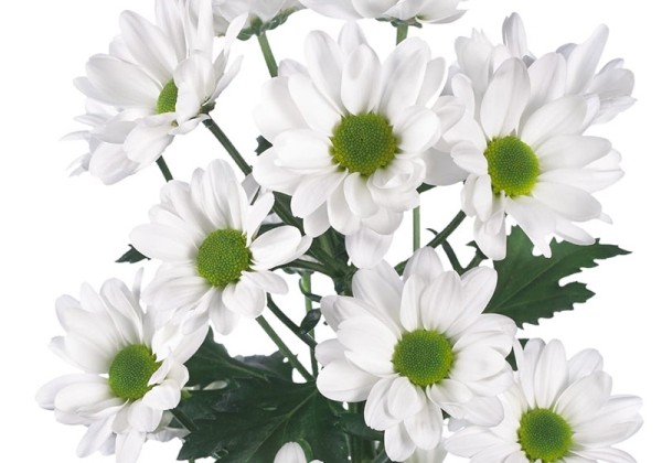 Chrysanthemum, daudzziedu Chic White