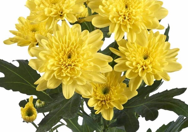 Chrysanthemum, daudzziedu Bonita Sunny