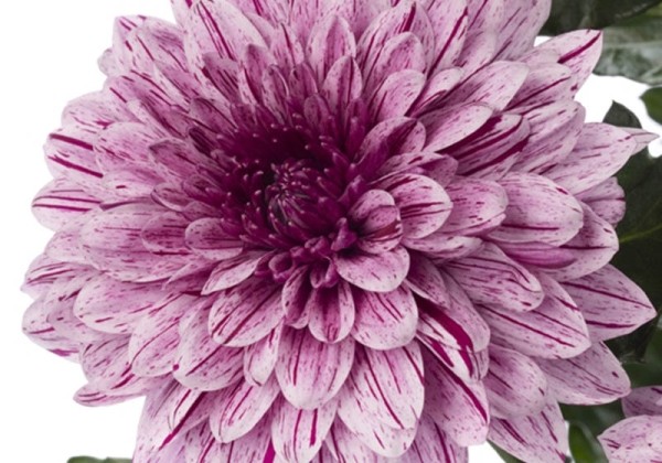 Chrysanthemum, lielziedu Pip