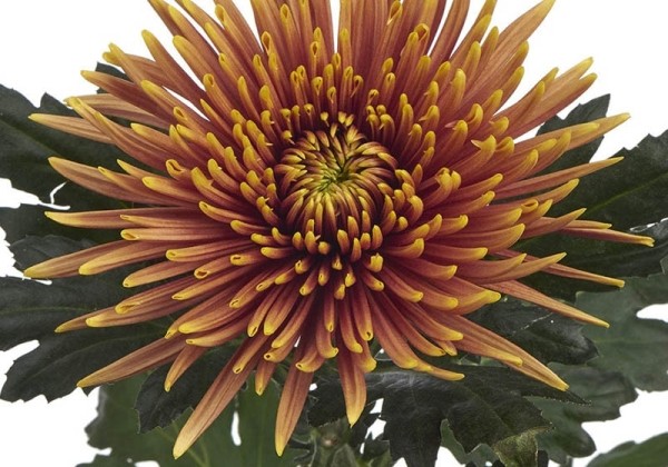 Chrysanthemum, lielziedu Saffina Dark