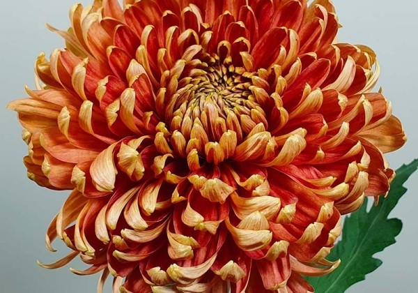 Chrysanthemum, lielziedu Bislet Bronze