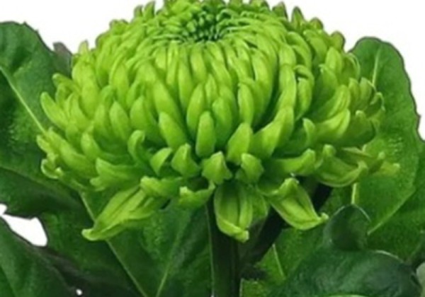 Chrysanthemum, lielziedu Alemani