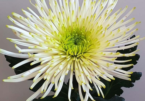 Chrysanthemum, lielziedu Tula Ivy