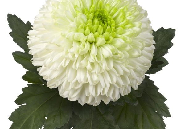 Chrysanthemum, lielziedu Alibaba