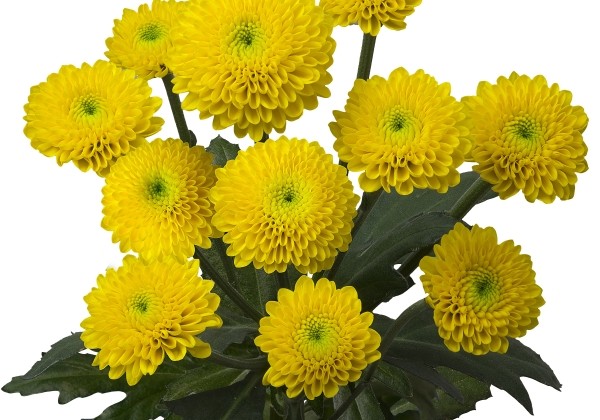 Chrysanthemum, Santini Aurinko