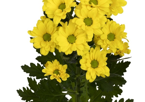 Chrysanthemum, daudzziedu Autumn Yellow