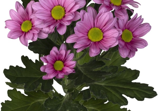 Chrysanthemum, daudzziedu Ballerina's