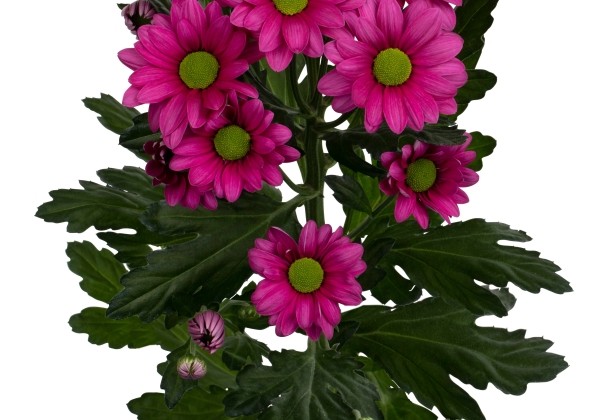 Chrysanthemum, daudzziedu Ballerina's Dark