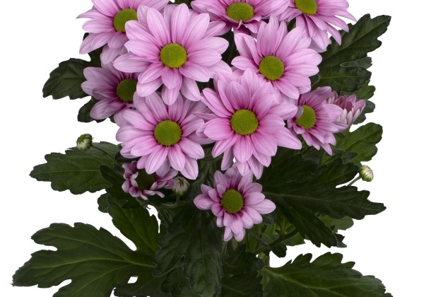 Chrysanthemum, daudzziedu Ballerina's Pink