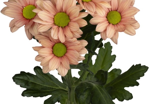 Chrysanthemum, daudzziedu Ballerina's Salmon