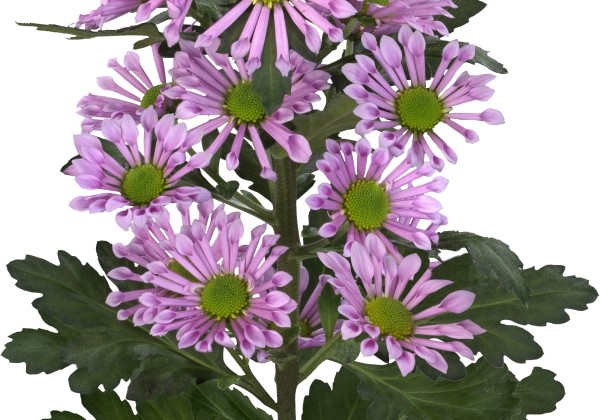 Chrysanthemum, Santini Bluff