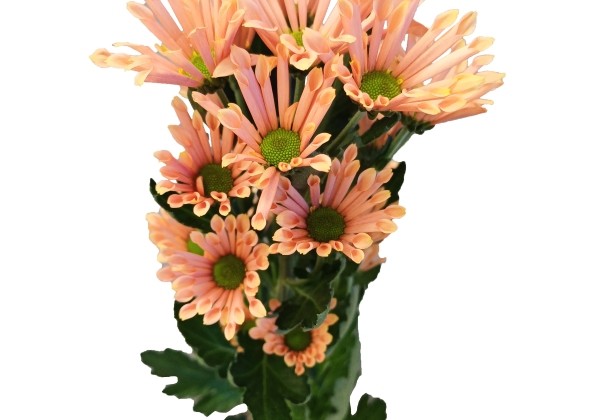 Chrysanthemum, Santini Bluff Salmon