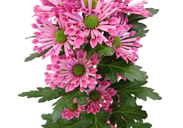 Chrysanthemum, Santini Bluff Splendid