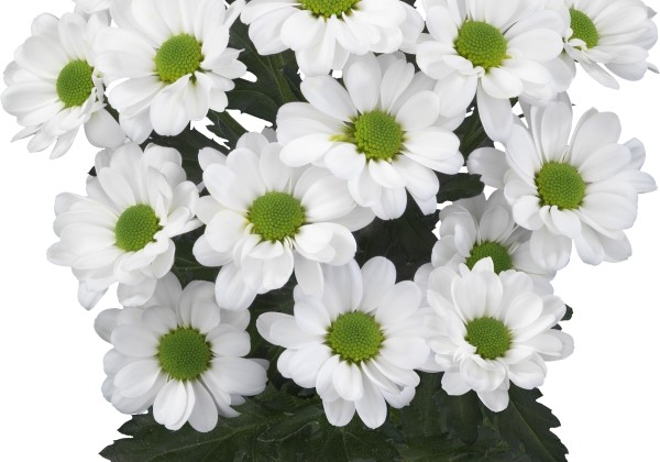 Chrysanthemum, Santini Bowie