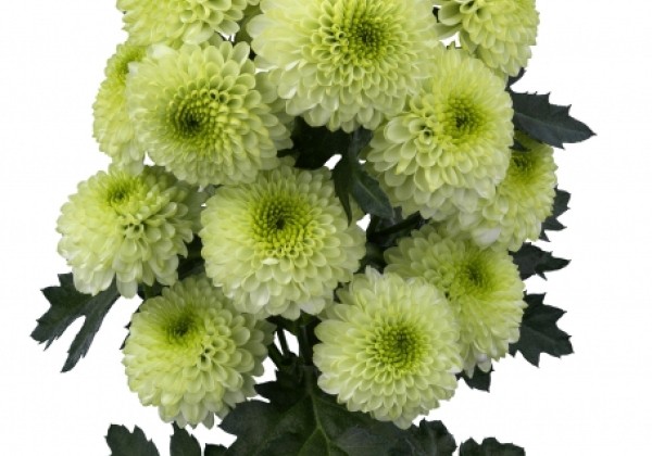 Chrysanthemum, Santini Bumper