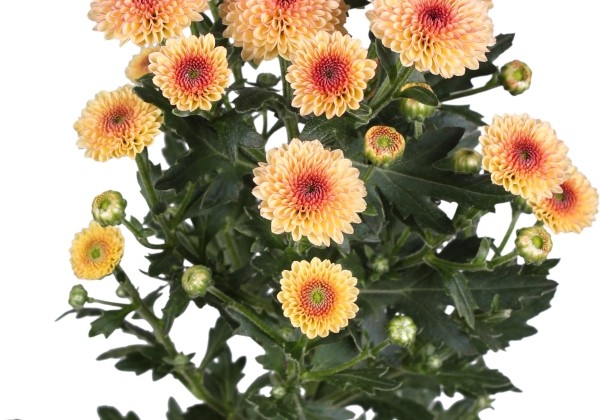 Chrysanthemum, Santini Calimero Apricot