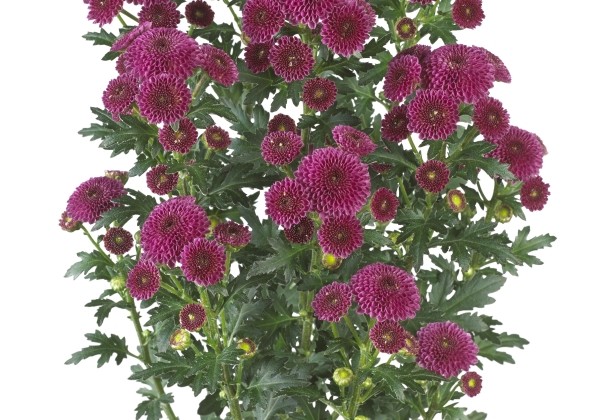 Chrysanthemum, Santini Calimero Dark Pink